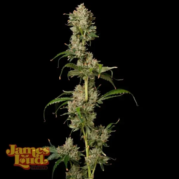 James Loud Genetics > Strawberry Gorilla OG Auto