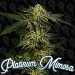 Platinum Mimosa (F)